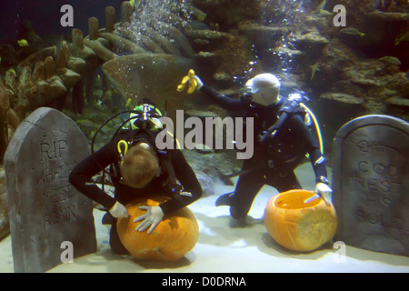 Underwater Pumpkin Carving Aquarists at the SEA LIFE London Aquarium today battled it out in an underwater contest of daring Stock Photo
