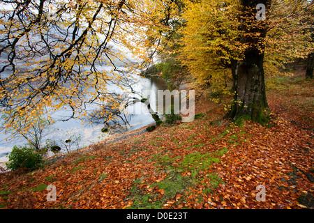 Autumn Trees by Ullswater near Glenridding The Lake District Cumbria England Stock Photo