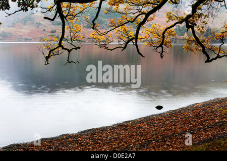 Autumn Tree by Ullswater near Glenridding The Lake District Cumbria England Stock Photo