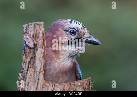 Close-up of a Eurasian jay (Garrulus glandarius) peeping out of a hollow tree trunk, soft focus green foliage background Stock Photo