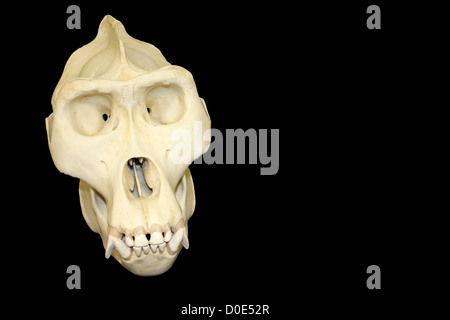 Male Gorilla Skull Cast Stock Photo