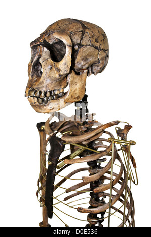 Homo ergaster Skeleton Nariokotome Boy Stock Photo
