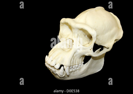 Male Chimpanzee Skull Cast Pan troglodytes Stock Photo