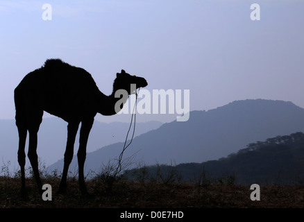 Camel early morning in the Thar desert during the Pushkar Camel Fair Rajasthan, India Stock Photo