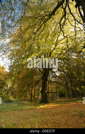 Ancient beech tree in autumn colours, Savernake Forest, near Marlborough, Wiltshire, Uk Stock Photo