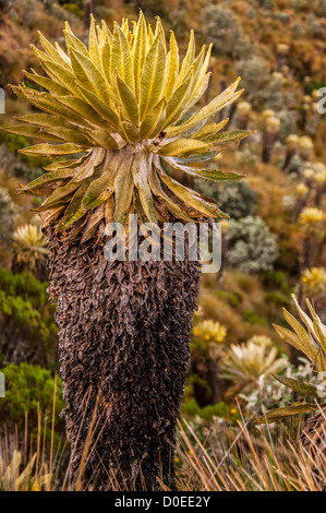 An espeletia plant in Nevado del Ruiz National Park. Stock Photo