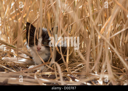 LITTLE KITTEN HIDING IN THE TALL GRASS EURE-ET-LOIR (28) FRANCE Stock Photo