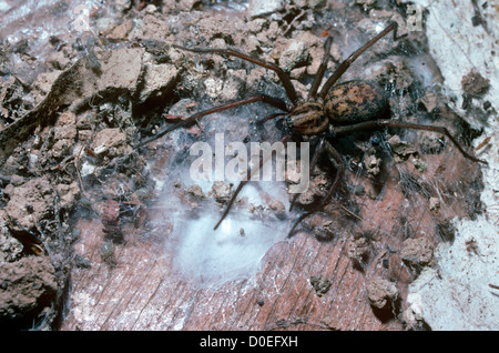 Cobweb/ House spider female (Tegenaria duellica: Agelenidae) sitting near her egg-sac, UK