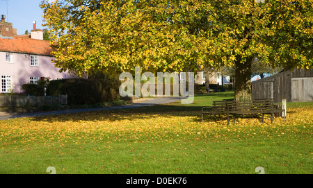 Large lime tree in autumn leaf on village green Westleton, Suffolk, England Stock Photo