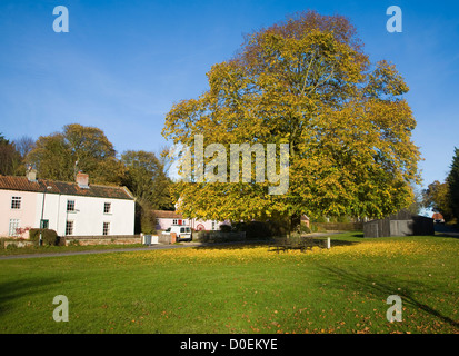 Large lime tree in autumn leaf on village green Westleton, Suffolk, England Stock Photo