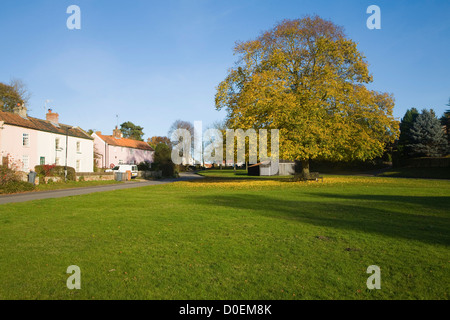 Large lime tree in autumn leaf on village green Westleton, Suffolk, England Stock Photo