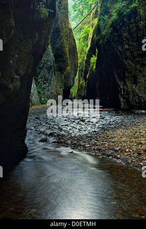Oneonta Gorge is a lush slot canyon in the temperate rain forests of the Columbia River Gorge in oregon Stock Photo