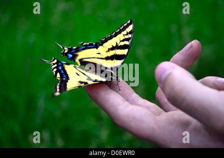 Yellow monarch butterfly landing on persons fingers Stock Photo