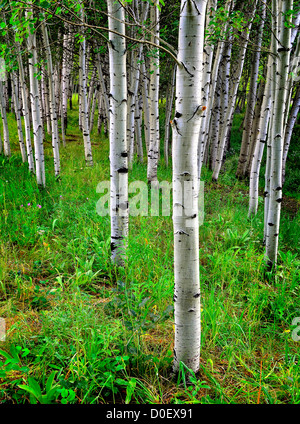 Aspen leaves detail summer green hi-res stock photography and images - Alamy