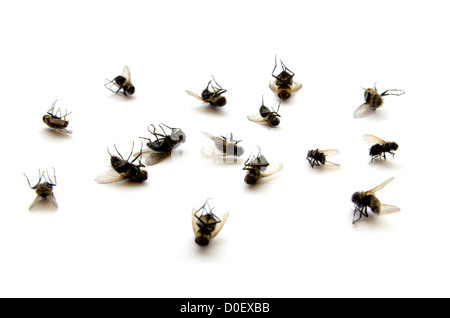 Many dead flies isolated on white background Stock Photo