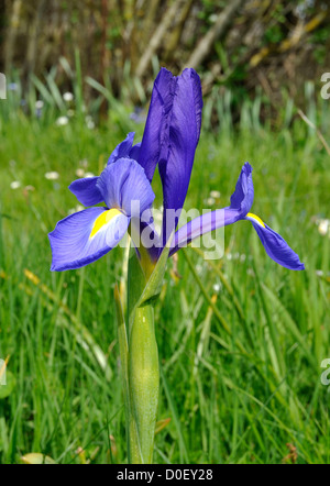 Reticulated iris (Iris reticulata) in bloom in a garden, in may. 'Potager de Suzanne', Mayenne, Loire country, France. Stock Photo