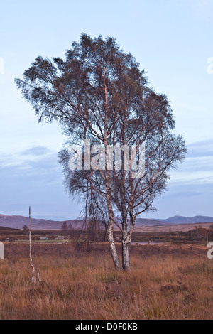 A silver birch on Rannoch Moor in the Scottish Highlands. Stock Photo