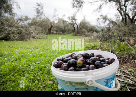 Olives in bucket during harvest, northern Greece. Stock Photo