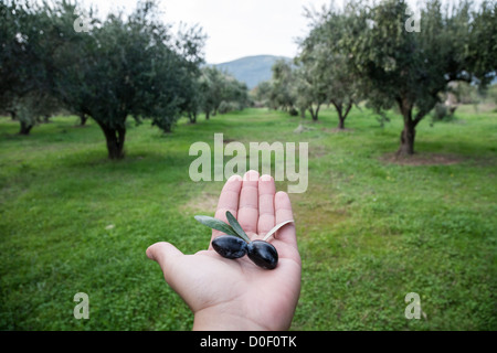 Black olives in hand, northern Greece. Stock Photo