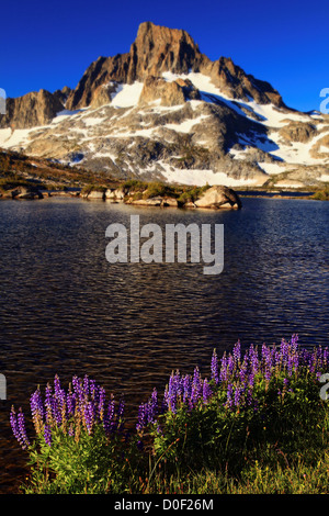 Wildflowers and Banner Peak over Thousand Island Lake in the Ansel Adams Wilderness, California. Stock Photo