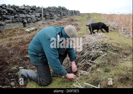 Searching for ferrets down rabbit hole with radio receiver Stock Photo