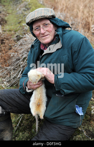 Searching for ferrets down rabbit hole with radio receiver Stock Photo