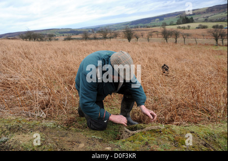 Searching for ferrets down rabbit hole with radio receiver Stock Photo