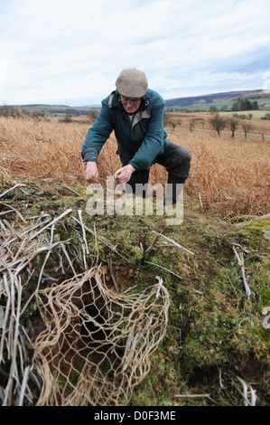 Searching for ferrets down rabbit hole with radio receiver Stock Photo