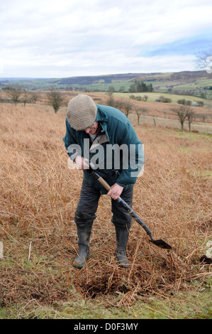 Searching for ferrets down rabbit hole with radio receiver Stock Photo