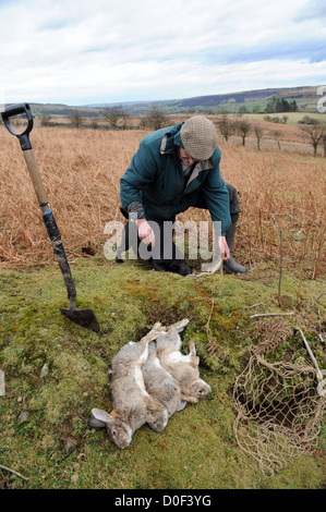 Searching for ferrets down rabbit hole with radio receiver Stock Photo