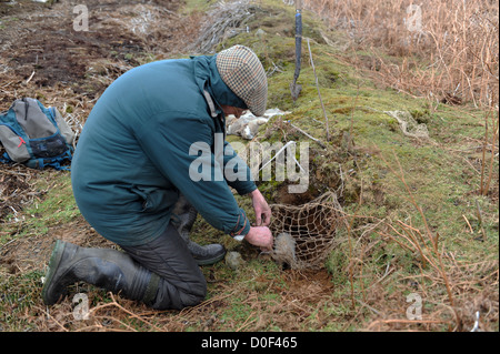 Searching for ferrets down rabbit hole with radio receiver Stock Photo