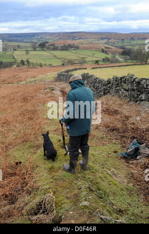 Searching for ferrets down rabbit hole with radio receiver Stock Photo