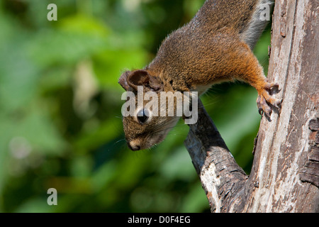 American Red Squirrel (Tamiasciurus hudsonicus) climbing down a tree trunk in Nanaimo, Vancouver Island, BC, Canada in July Stock Photo