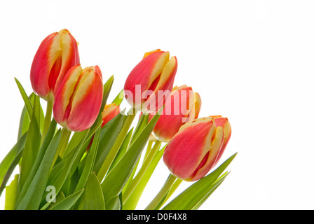 red-yellow tulip close up on a white background Stock Photo