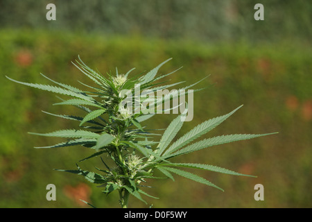 A close up of a blooming cannabis plant with clearly visible THC crystals on the buds and leaves. Stock Photo