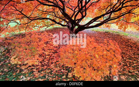 Japanese Maple in autumn colour, Westonbirt  National Arboretum, Golucestershire, England, UK Stock Photo