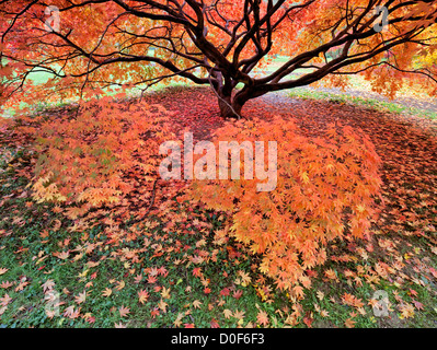 Japanese Maple in autumn colour, Westonbirt  National Arboretum, Golucestershire, England, UK Stock Photo