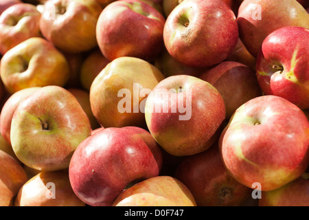 Apples for sale, Union Square Greenmarket, NYC, USA Stock Photo