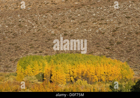 grove of aspen trees in the fall turning yellow Stock Photo