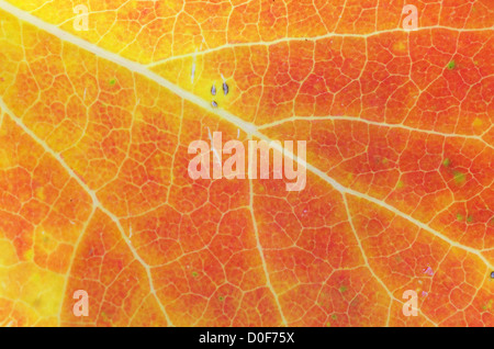 red orange and yellow autumn leaf background macro Stock Photo