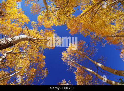 wide angle view up in an aspen grove in the fall with yellow leaves and a blue sky Stock Photo