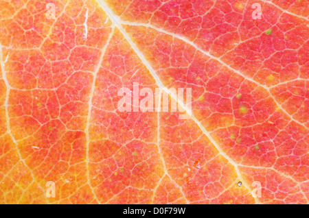 red orange and yellow fall aspen leaf macro Stock Photo