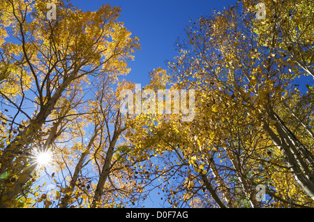 Looking up in the fall at the aspen tree tops with sun flare Stock Photo