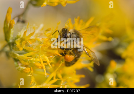 macro image of honey bee on yellow rabbitbrush flower Stock Photo