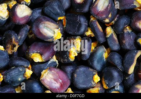dried blue corn or maize pozole kernels detail Stock Photo