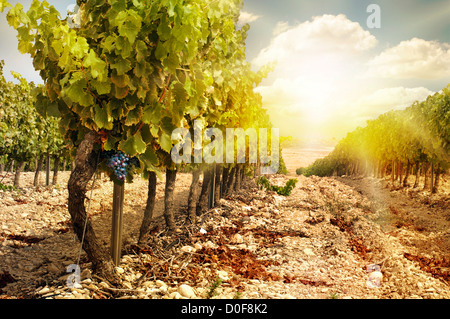 Vineyards at sunset in autumn harvest. Ripe grapes in fall.Cluster grapes on left Stock Photo