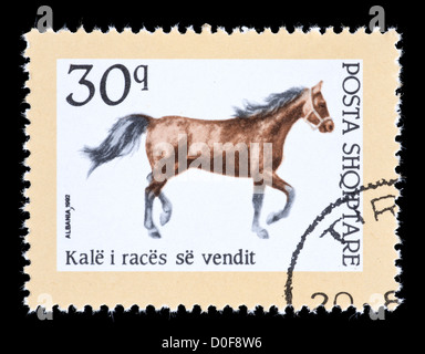 Postage stamp from Albania depicting a native breed. Stock Photo