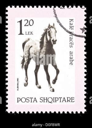 Postage stamp from Albania depicting an arabian horse. Stock Photo