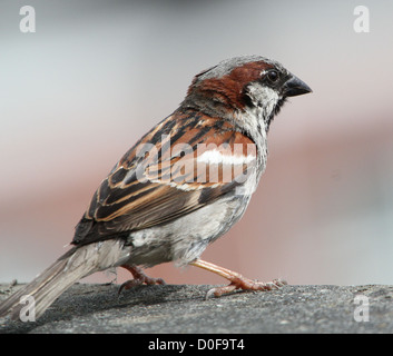 Male House Sparrow (Passer domesticus) portrait in glorious detail Stock Photo