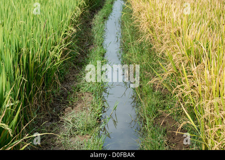Water Channel Rice Field Irrigation water channel through a rice paddy in India Stock Photo - Alamy
